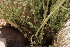 Lavandula coronopifolia