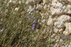 Lavandula coronopifolia