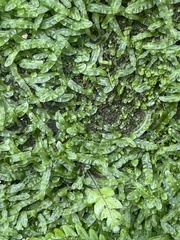 Pallavicinia