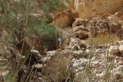 Lavandula coronopifolia