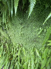 Pallavicinia