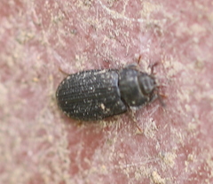 Lophocateridae