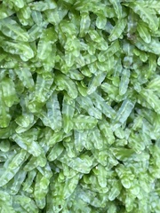 Pallavicinia