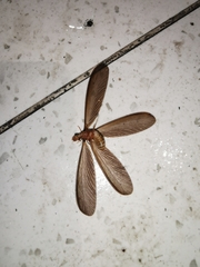 Odontotermes formosanus