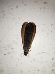 Odontotermes formosanus