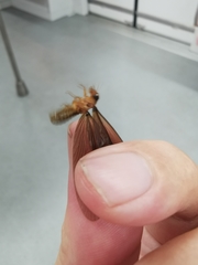 Odontotermes formosanus