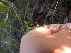 Hesperolinon micranthum