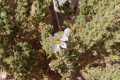 Fagonia mollis