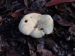 Lactifluus albopicrus