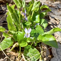 Viola
