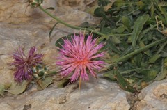 Centaurea eryngioides
