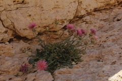 Centaurea eryngioides