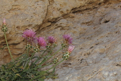 Centaurea eryngioides