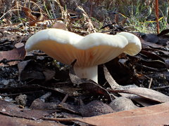 Lactifluus albopicrus