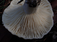 Lactifluus albopicrus