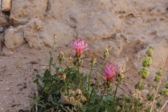 Centaurea eryngioides