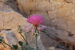 Centaurea eryngioides