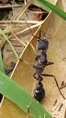 Myrmecia pyriformis