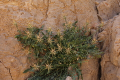 Centaurea eryngioides