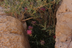 Centaurea eryngioides