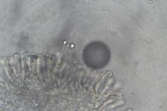 Lactifluus albopicrus