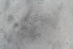 Lactifluus albopicrus