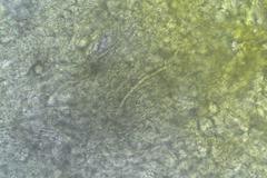 Lactifluus albopicrus