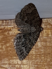 Xanthorhoe xanthospila