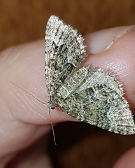 Xanthorhoe xanthospila