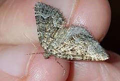 Xanthorhoe xanthospila