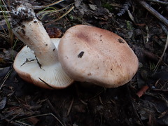Tricholoma eucalypticum
