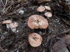 Tricholoma eucalypticum