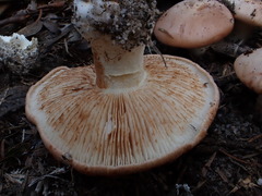 Tricholoma eucalypticum