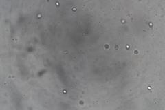 Tricholoma eucalypticum