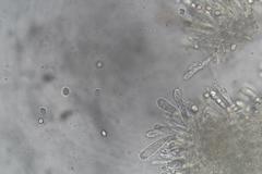 Tricholoma eucalypticum