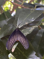 Gynautocera rubriscutellata