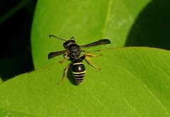 Odynerus