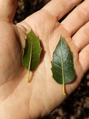 Quercus wislizeni wislizeni