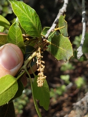 Quercus wislizeni wislizeni