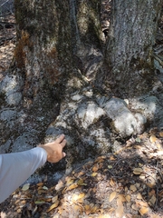 Quercus wislizeni wislizeni