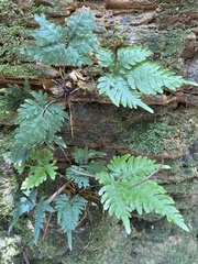 Pteris grevilleana