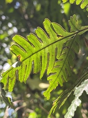 Pteris grevilleana