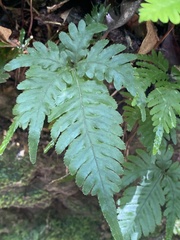 Pteris grevilleana