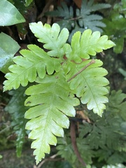 Pteris grevilleana
