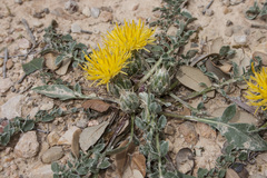 Centaurea podospermifolia
