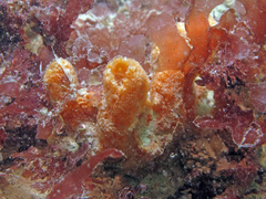 Amphilectus fucorum