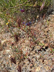 Camissoniopsis ignota