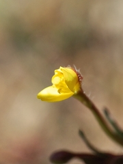 Camissoniopsis ignota