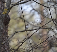 Ficedula hypoleuca