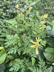 Corydalis formosana